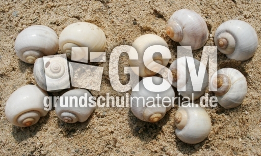 Schneckenhäuser-5+7.jpg